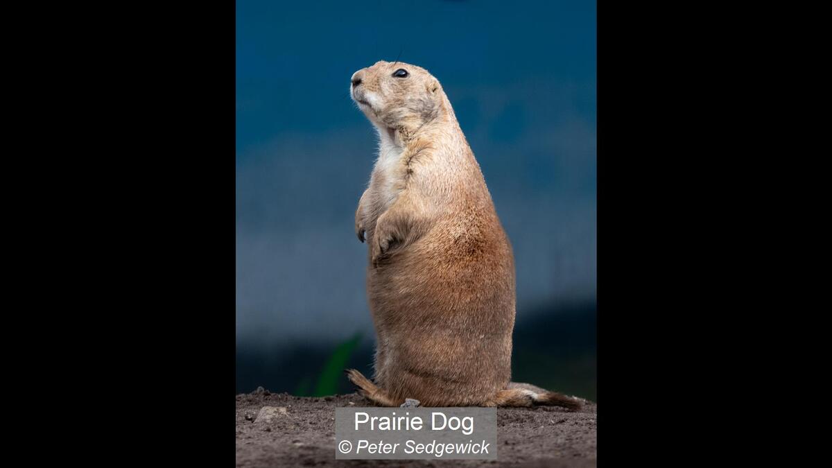 07_Prairie Dog_Peter Sedgewick